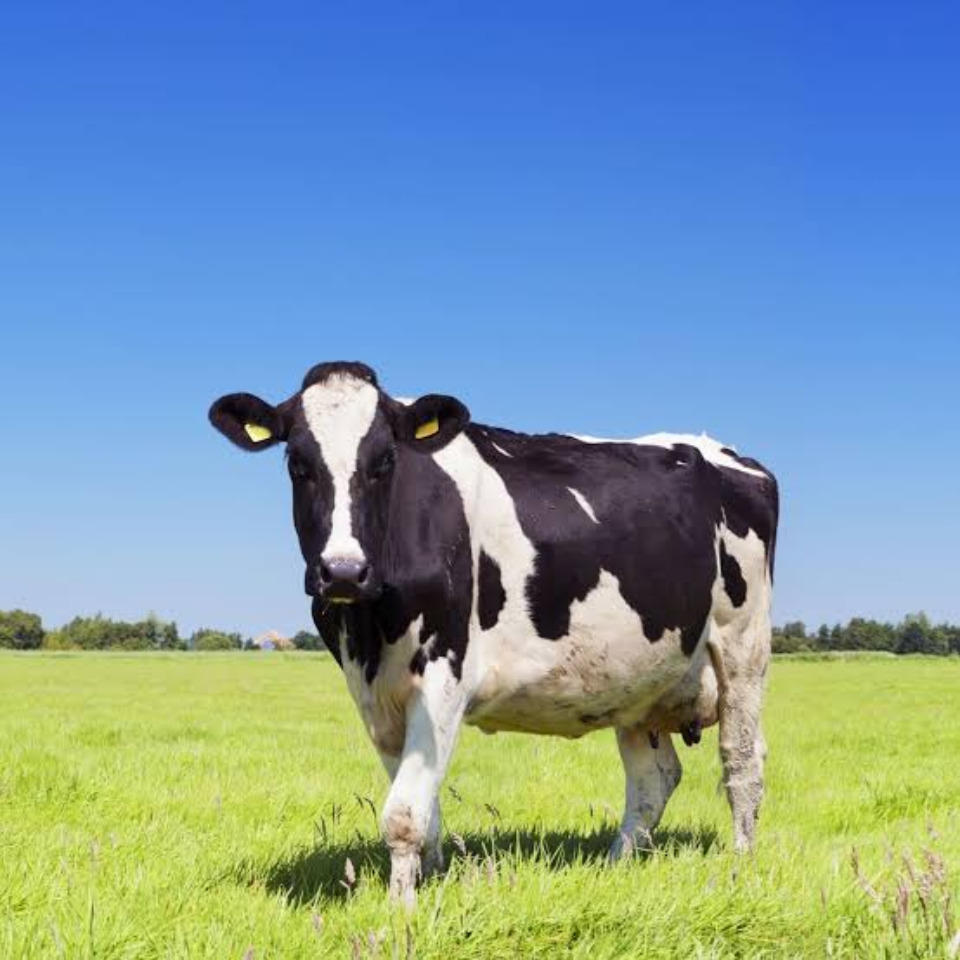 Open boerderijdag