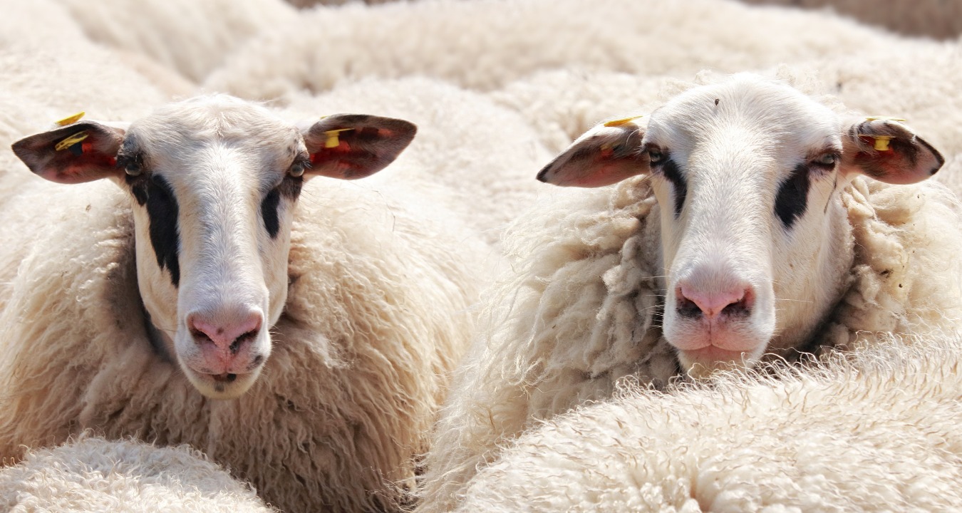 Scheerwedstrijd op Texel
