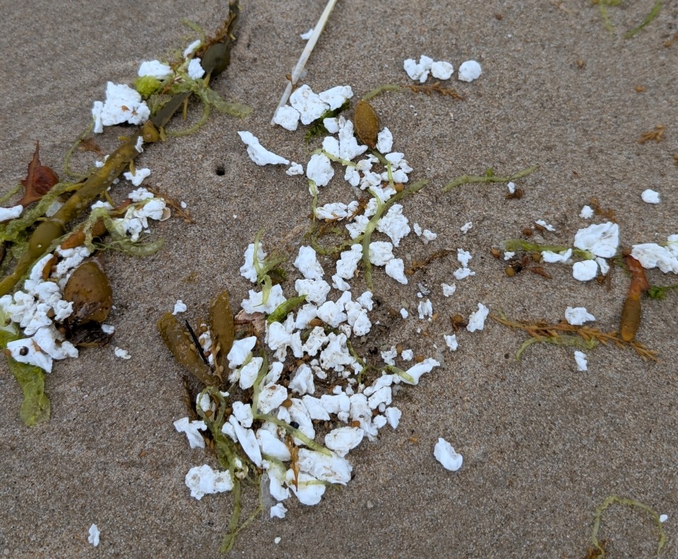 Strandreinigungs-Tour auf Schiermonnikoog