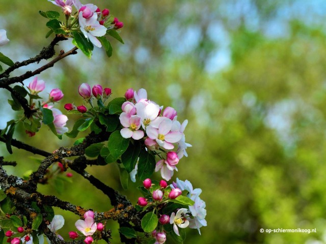 Frühling auf Schiermonnikoog