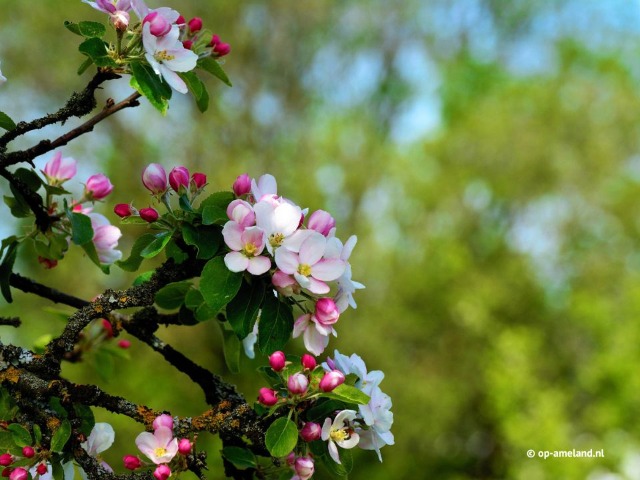 Spring on Ameland