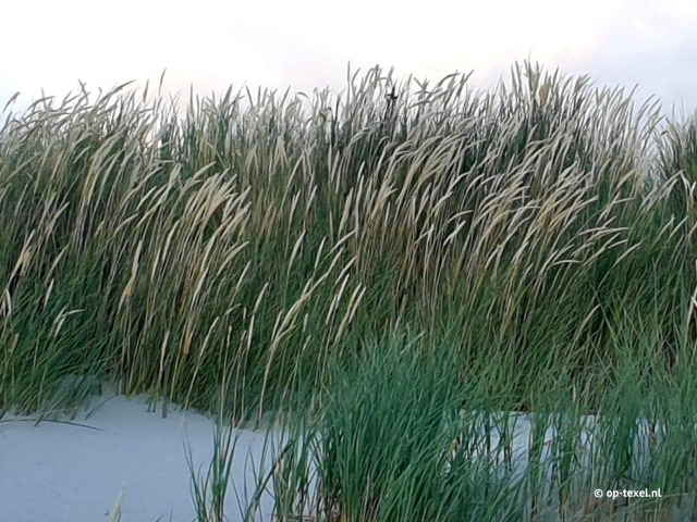 Frühling auf Texel