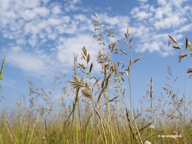 Spring on Ameland