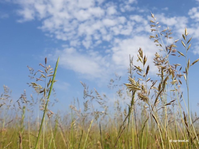 Frühling auf Texel