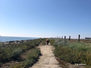 Op vakantie naar Vlieland met hond