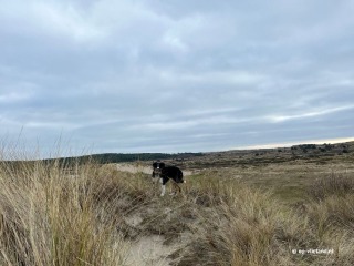 Naar Terschelling met Hond