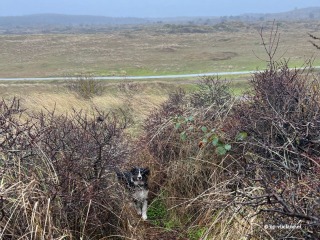 Zum Terschelling mit Ihrem Hund