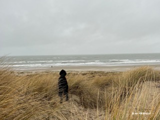 To Terschelling with your dog