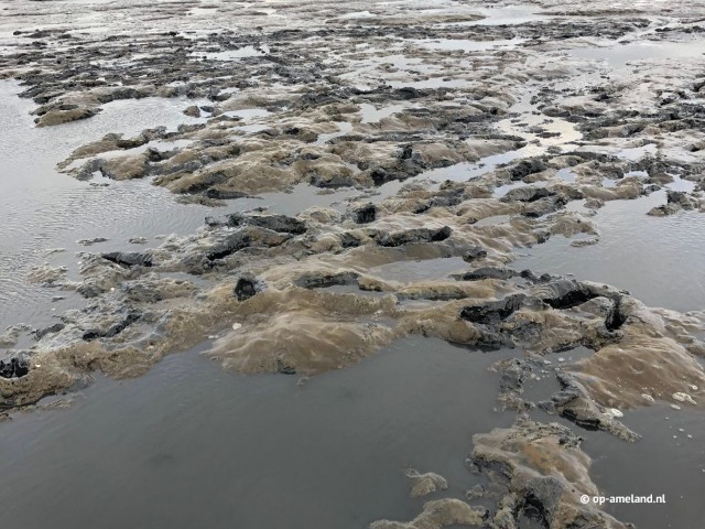 Wadlopen naar Schiermonnikoog