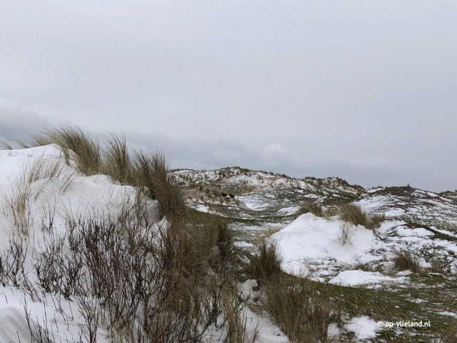 Snow on Vlieland