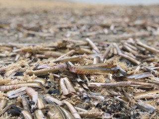 Beach finds on Vlieland