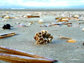 Spring on Ameland