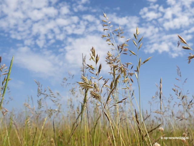 Spring on Terschelling