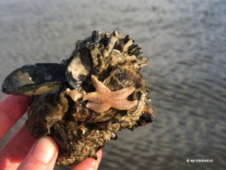 Strandfunde auf Vlieland