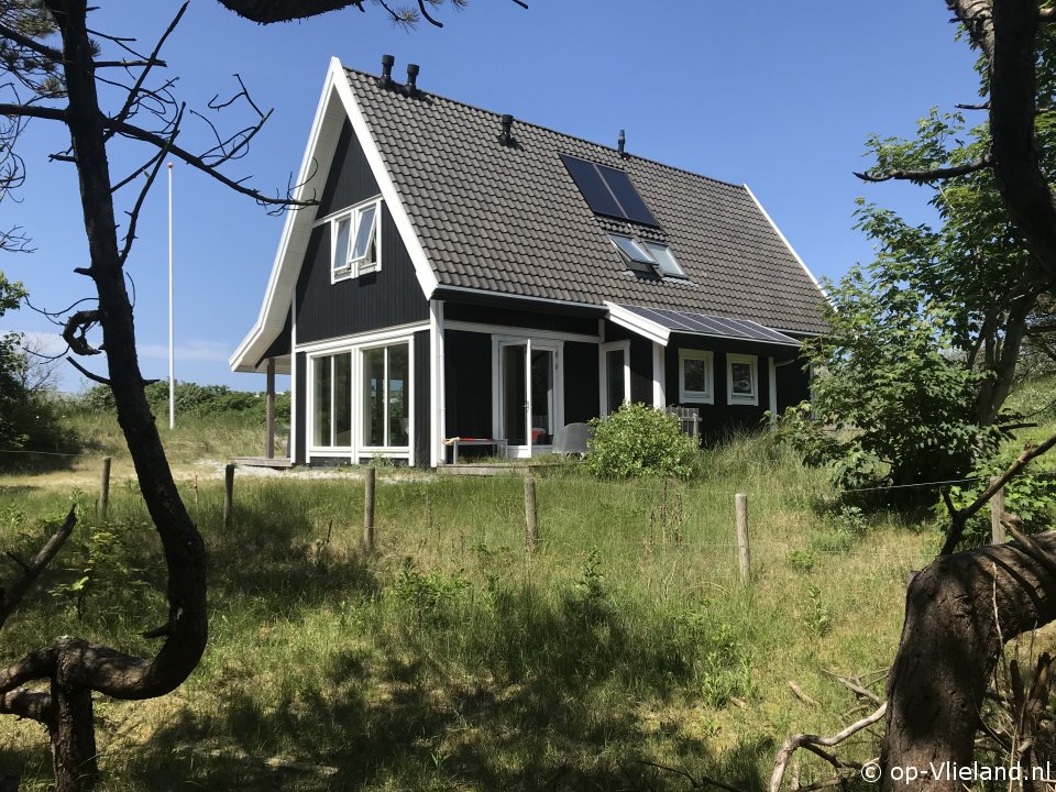 Aalscholver, op Vakantie op Vlieland