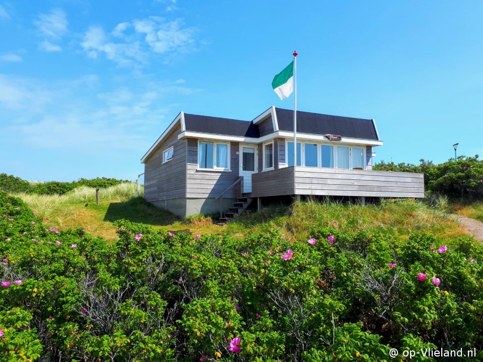 Fazant, op Vakantie op Vlieland