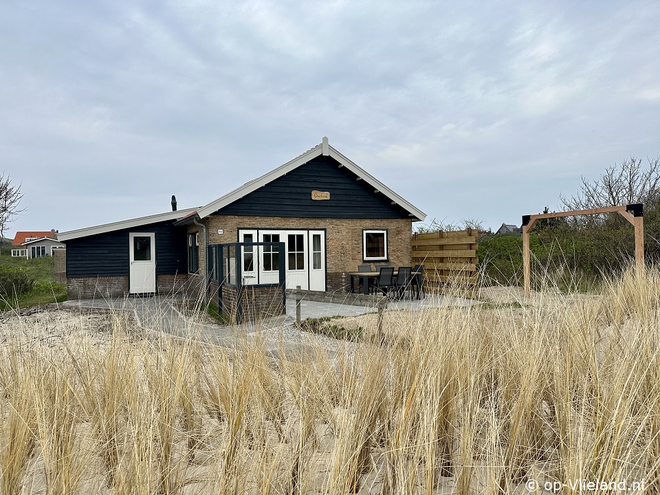 Goudvink, op Vakantie op Vlieland