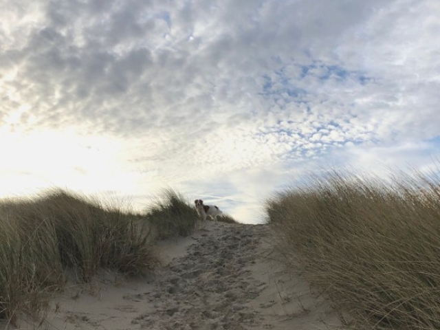 To Terschelling with your dog