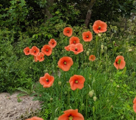 Vlieland, a holiday away from the crowds