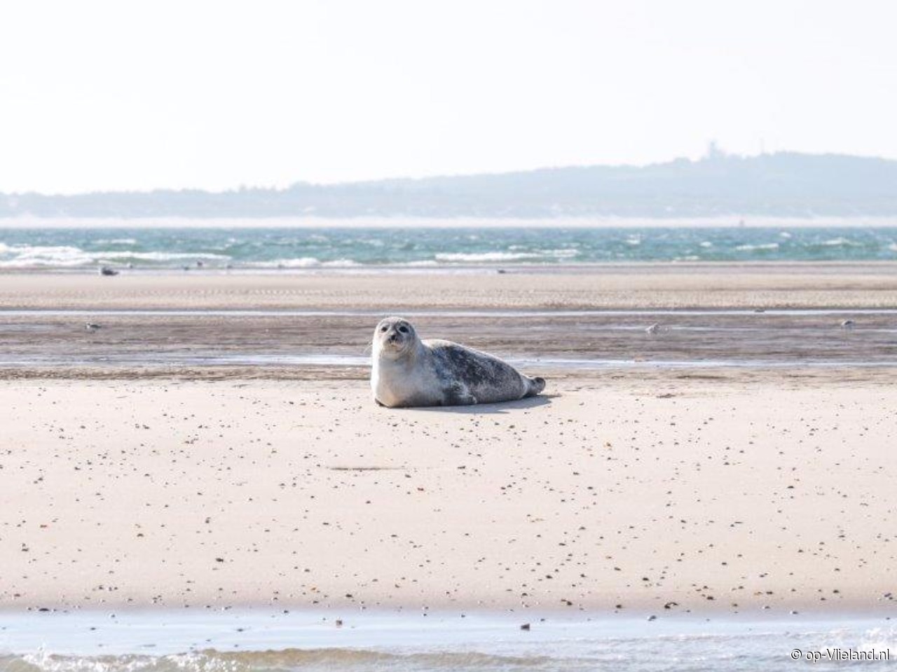 Vlieland holiday for family with young children